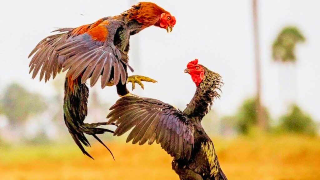 असील (भारत/पाकिस्तान): भारतीय उपमहाद्वीप की यह नस्ल अपनी ताकत, मांसल शरीर और लड़ाकूपन के लिए जानी जाती है. यह बेहद ताकतवर और टिकाऊ होती है, इसलिए इसकी कीमत भी आम मुर्गियों से कहीं ज्यादा होती है. असील (भारत/पाकिस्तान): भारतीय उपमहाद्वीप की यह नस्ल अपनी ताकत, मांसल शरीर और लड़ाकूपन के लिए जानी जाती है. यह बेहद ताकतवर और टिकाऊ होती है, इसलिए इसकी कीमत भी आम मुर्गियों से कहीं ज्यादा होती है.