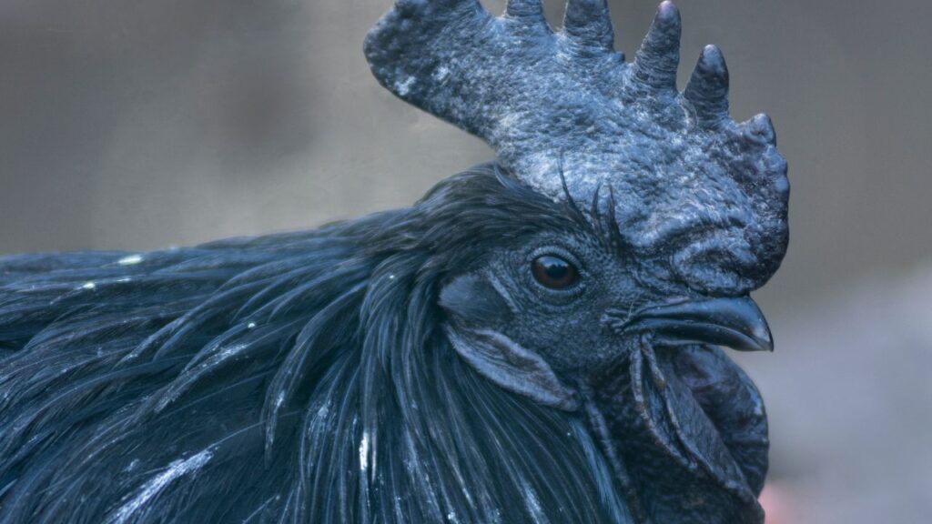 आयम सेमानी: इंडोनेशिया की यह नस्ल पूरी तरह से काली होती है (पंख, चोंच, आंखें, यहां तक कि खून भी). यह नस्ल अपनी रहस्यमयी बनावट और दुर्लभता के कारण लाखों रुपये में बिकती है. इसे 'ब्लैक मिरकल चिकन' भी कहा जाता है. आयम सेमानी: इंडोनेशिया की यह नस्ल पूरी तरह से काली होती है (पंख, चोंच, आंखें, यहां तक कि खून भी). यह नस्ल अपनी रहस्यमयी बनावट और दुर्लभता के कारण लाखों रुपये में बिकती है. इसे 'ब्लैक मिरकल चिकन' भी कहा जाता है.