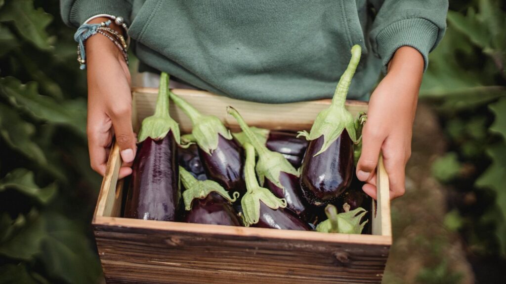 वनस्पति विज्ञान (Botany) के अनुसार, फल वह होता है जो किसी पौधे के फूल की फर्टिलाइज ओवरी से बना हो. इसके अंदर बीज होते हैं. वहीं सब्जी पौधे की जड़, तना, पत्ती या फूल के अन्य भागों से बनती है. वनस्पति विज्ञान (Botany) के अनुसार, फल वह होता है जो किसी पौधे के फूल की फर्टिलाइज ओवरी से बना हो. इसके अंदर बीज होते हैं. वहीं सब्जी पौधे की जड़, तना, पत्ती या फूल के अन्य भागों से बनती है.