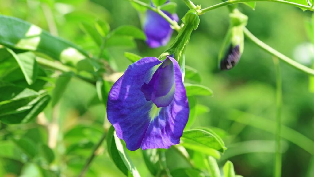 अगर आप इस पौधे को घर में लगाना चाहते हैं तो गुरुवार या शुक्रवार का दिन सबसे उपयुक्त है. गुरुवार भगवान विष्णु और शुक्रवार मां लक्ष्मी को समर्पित होते हैं, जिससे दोगुना फल मिलता है. (इस खबर में दी गई जानकारी सामान्य मान्यताओं और वास्तु शास्त्र के अनुसार बताई गई है. किसान इंडिया इसकी पुष्टि नहीं करता है.)