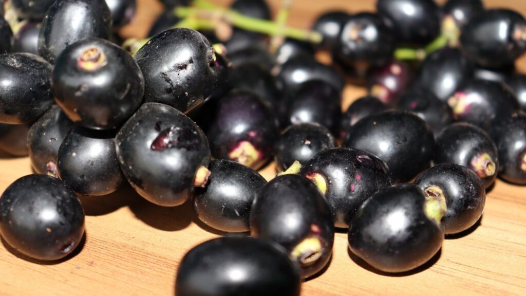 जामुन में जैम्बोलिन और जैम्बोसिन नामक तत्व पाए जाते हैं, जो शरीर में ब्लड शुगर लेवल को कंट्रोल करते हैं. इसका ग्लाइसेमिक इंडेक्स कम होता है, जिससे ये डायबिटिक लोगों के लिए आदर्श फल बन जाता है.