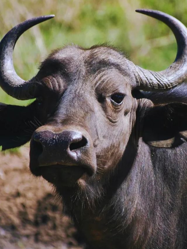 डेयरी बिजनेस की सुपरस्टार है भैंस की ये नस्ल! जानें खासियत