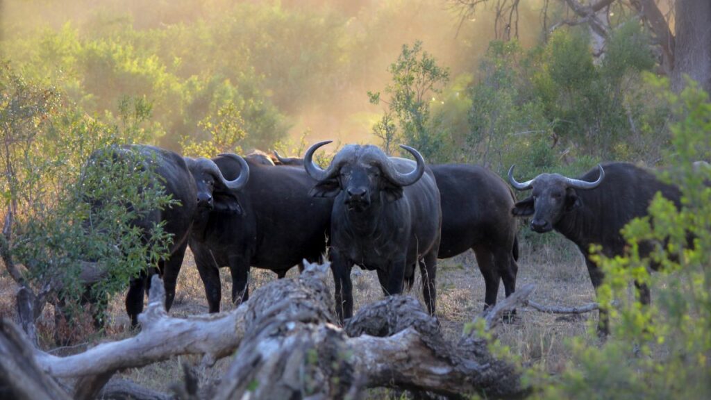 हर नस्ल की अपनी खासियत होती है, किसी में वसा ज्यादा, तो किसी में दूध की मात्रा. अपने क्षेत्र और उद्देश्य के अनुसार सही नस्ल चुनना आपके भैंस पालन व्यवसाय की सफलता की कुंजी है.