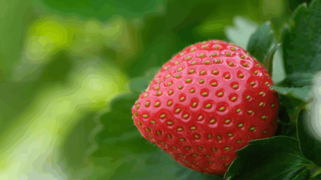 Strawberry sowing