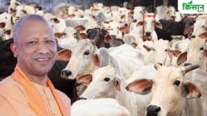 गाय के गोबर से बनेगी ईंट और पेंट, यूपी में खुलेंगी जैविक खाद यूनिट.. युवाओं को मिलेगी ट्रेनिंग