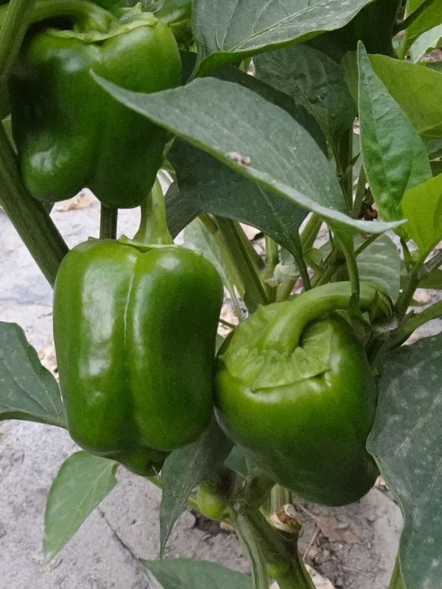 घर पर उगा सकते हैं शिमला मिर्च, यहां जानें पूरा प्रोसेस