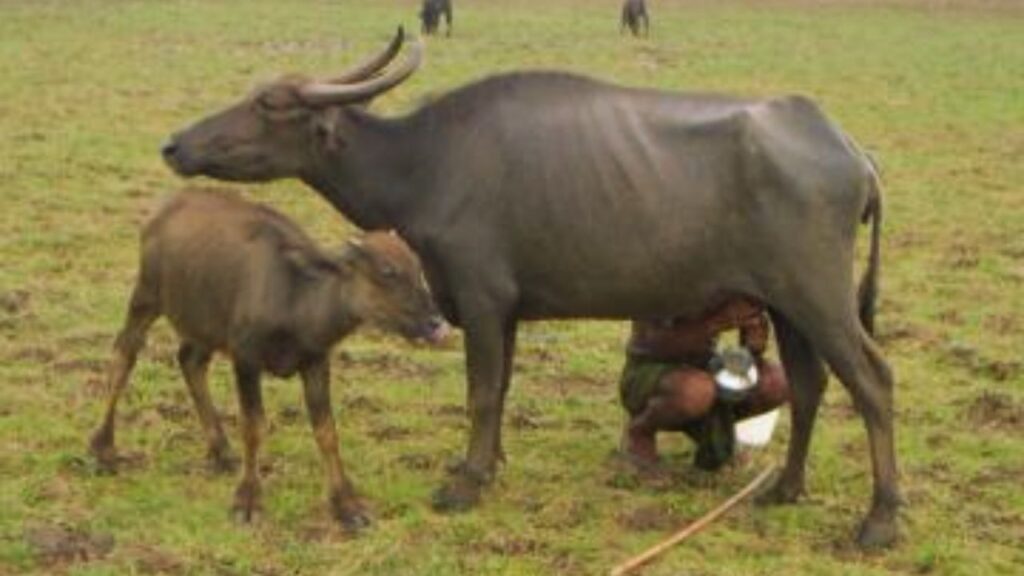 Chilika Buffalo: उड़ीसा की चिल्का भैंस खारे पानी की वनस्पतियों पर जीवित रह सकती है. यह नस्ल औसतन 500 लीटर दूध देती है और कठोर जलवायु में भी टिकाऊ होती है.