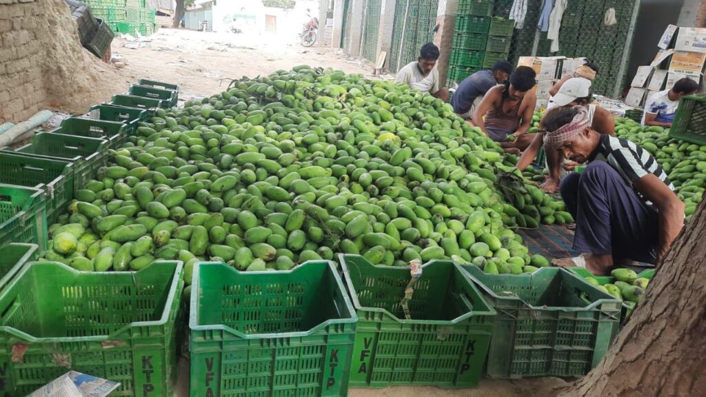 औरंगाबाद गांव के अकील अहमद के आम अब खाड़ी देशों तक पहुंचते हैं, जो कभी सिर्फ दिल्ली और पंजाब की मंडियों में बिकते थे.