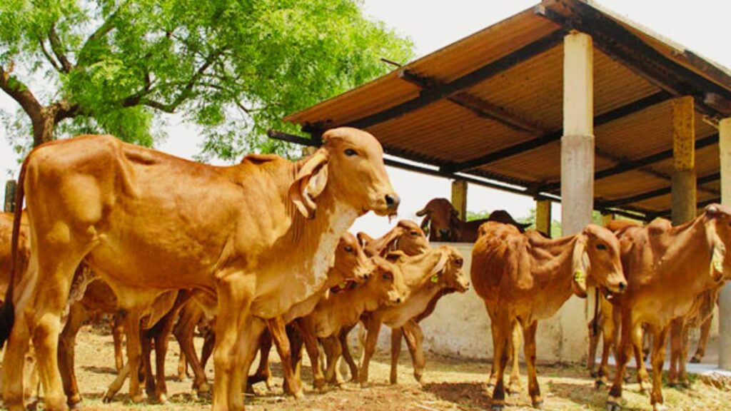 इन गायों की सेहत और दूध उत्पादन बनाए रखने के लिए रोजाना हरा चारा, सूखा चारा और कम से कम 2 किलो अनाज देना चाहिए. संतुलित आहार गाय को ऊर्जा देता है और बीमारियों से बचाता है.