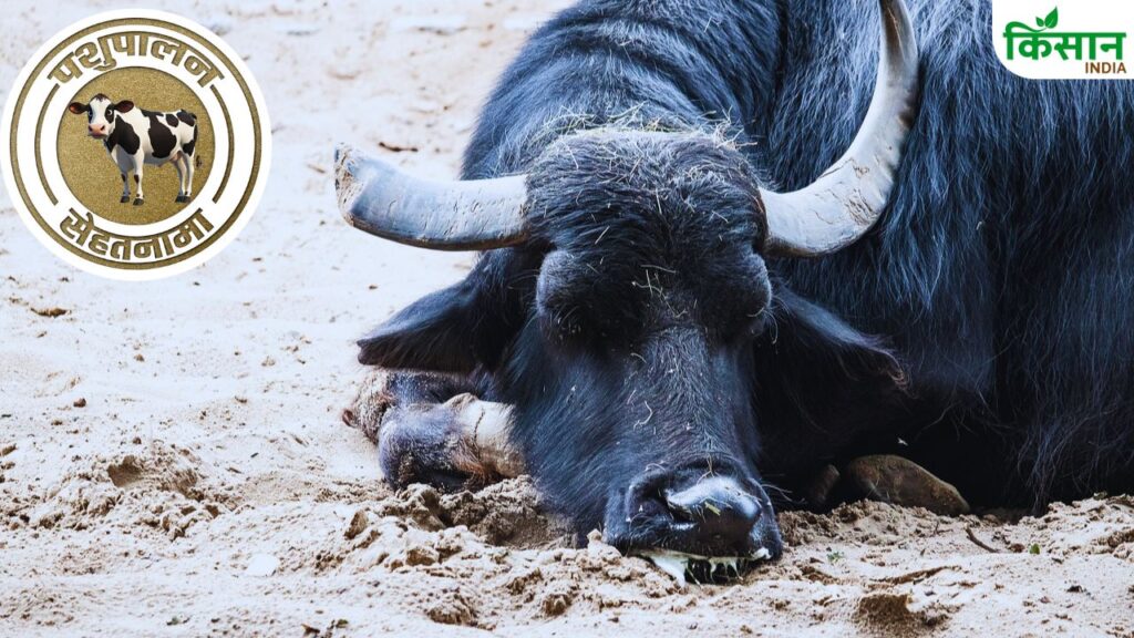 Animal throat disease