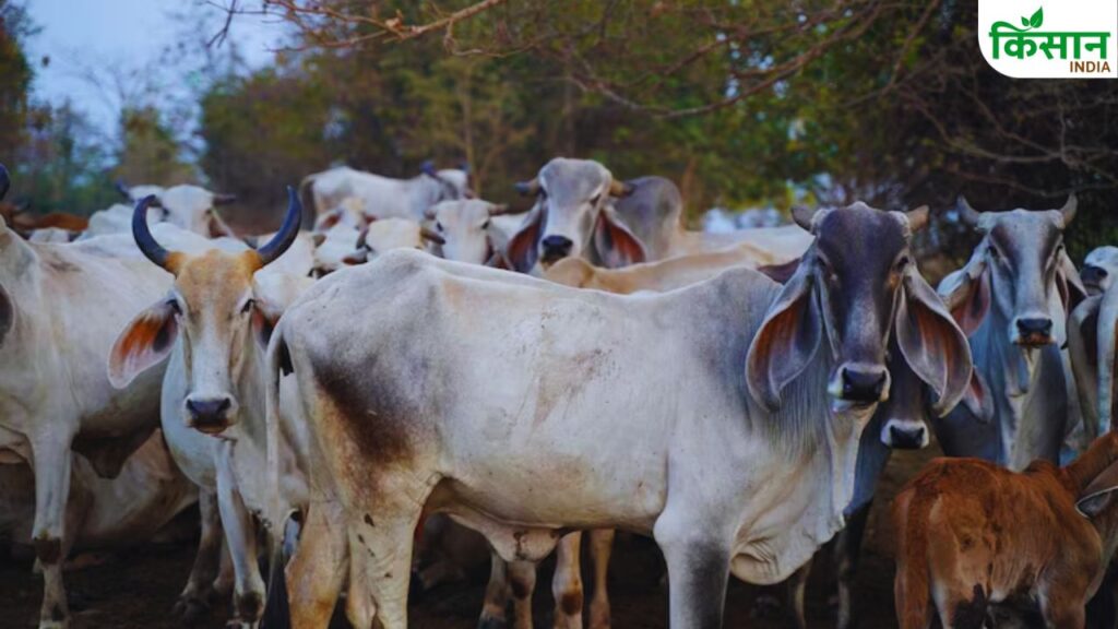 Dairy business In India