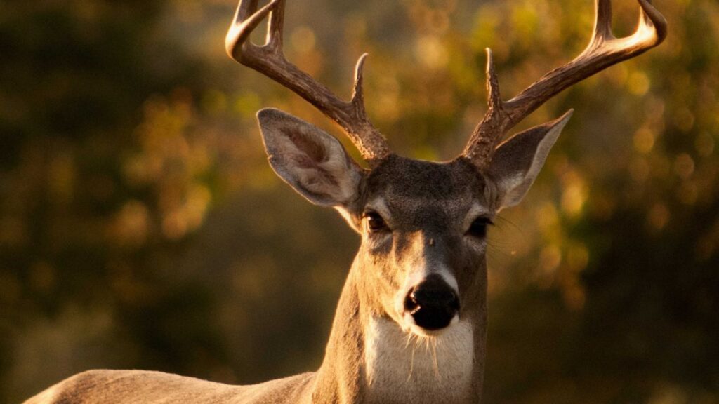 हिरन की नाभि के पास एक थैली होती है, जिसे कस्तूरी ग्रंथि कहते हैं. इसी से एक बेहद आकर्षक और प्राकृतिक खुशबू निकलती है. हैरानी की बात यह है कि हिरन खुद इस खुशबू का सोर्स नहीं जानता और जंगल में उसी खुशबू की तलाश में भटकता रहता है.