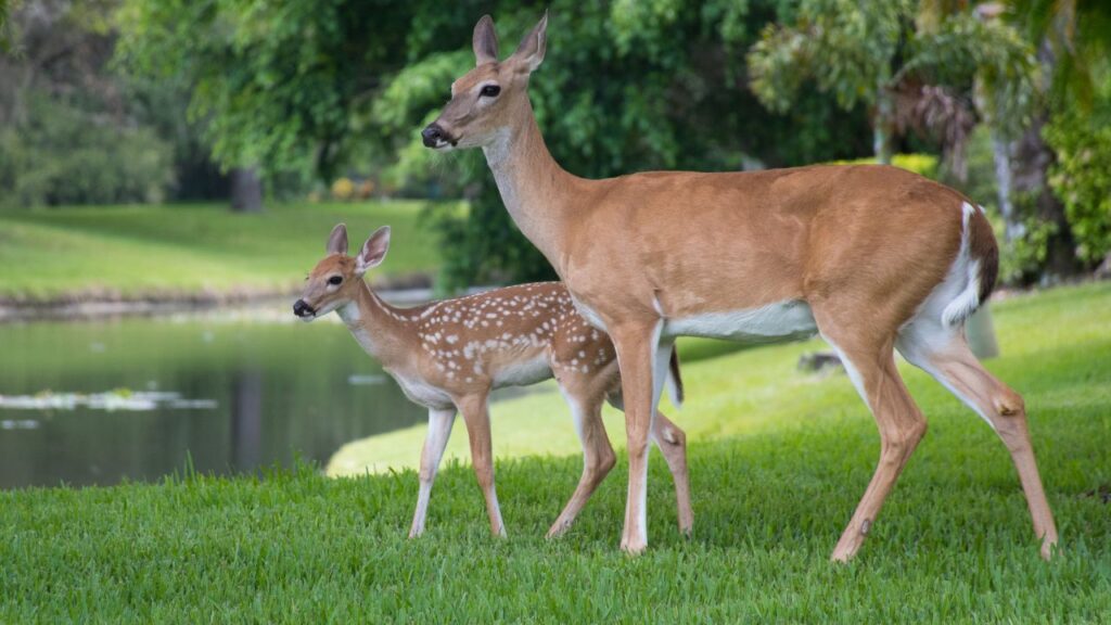 कस्तूरी की खुशबू इतनी तेज और टिकाऊ होती है कि इसका उपयोग प्रीमियम इत्र, सेंट और अत्तर बनाने में होता है. साथ ही आयुर्वेद और यूनानी चिकित्सा में इसका उपयोग औषधीय रूप से किया जाता है क्योंकि इसमें सूजनरोधी, ट्यूमररोधी और न्यूरोप्रोटेक्टिव गुण पाए जाते हैं.