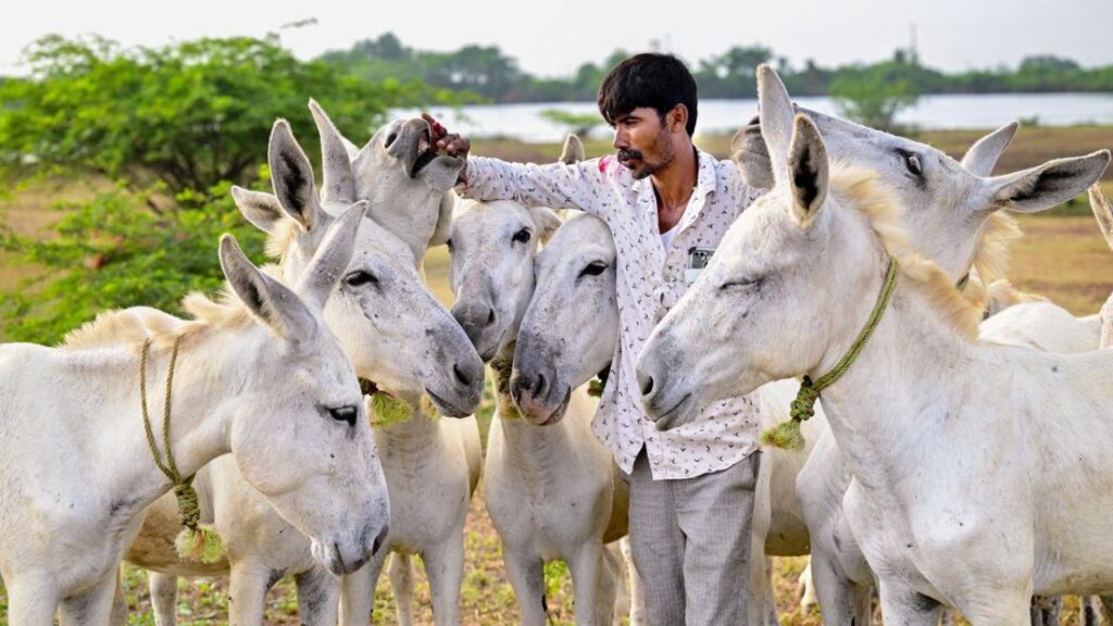Benefits Of Donkey Milk- Pic credit- The Hindu