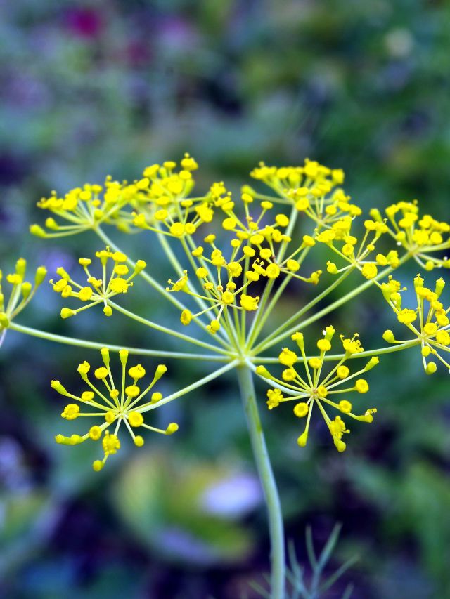 बालकनी में लगाएं ये पौधा, सेहत का है खजाना!