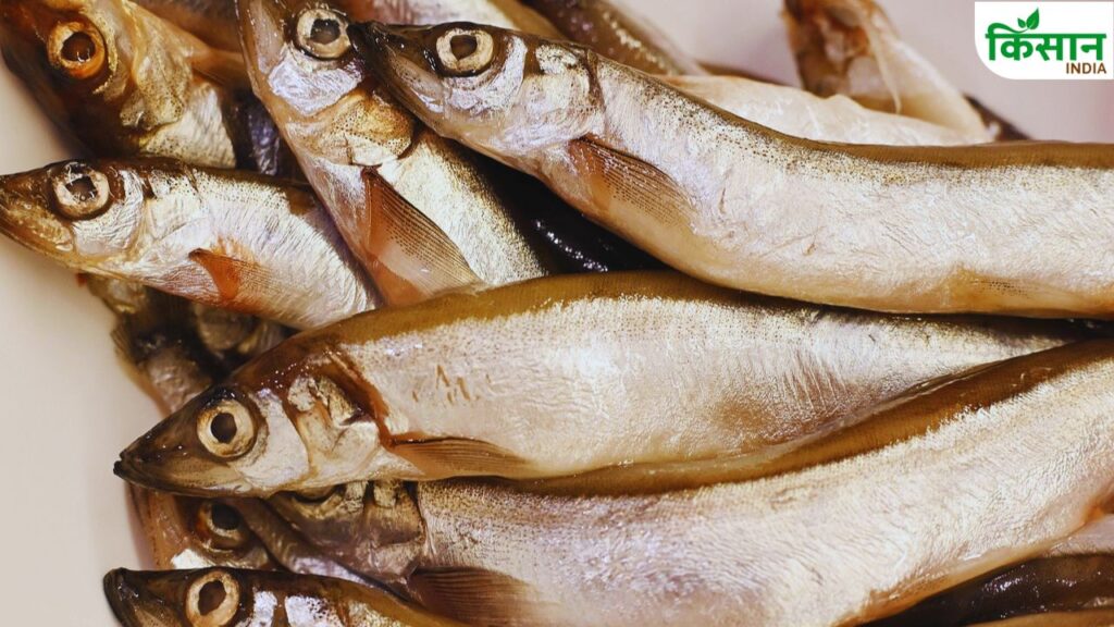 Fish Farming Formula