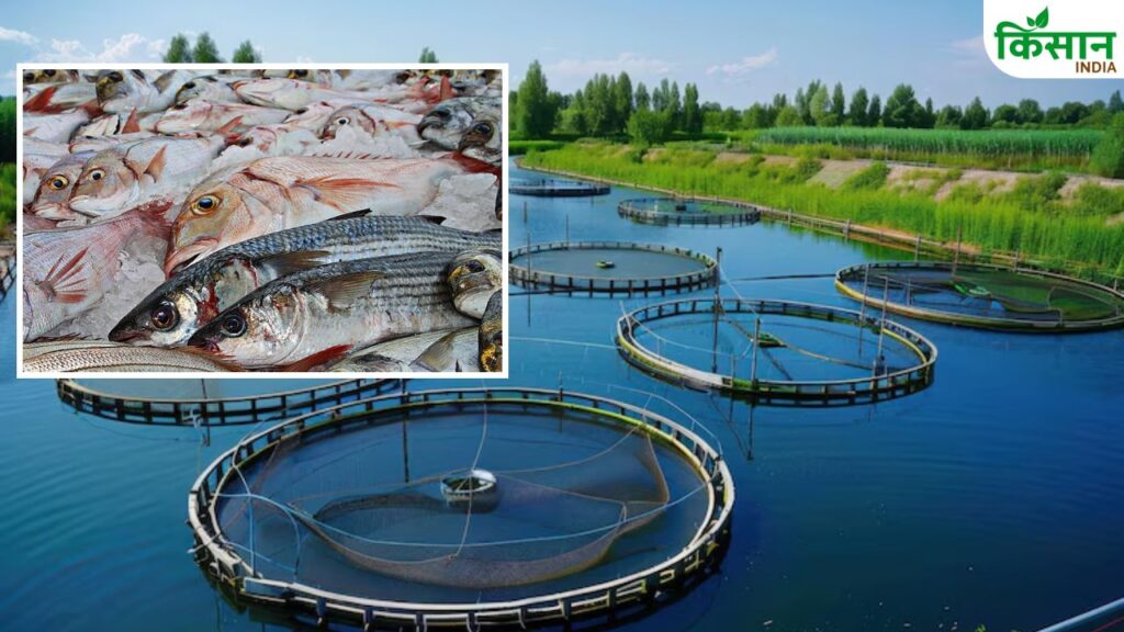 Mixed fish Farming
