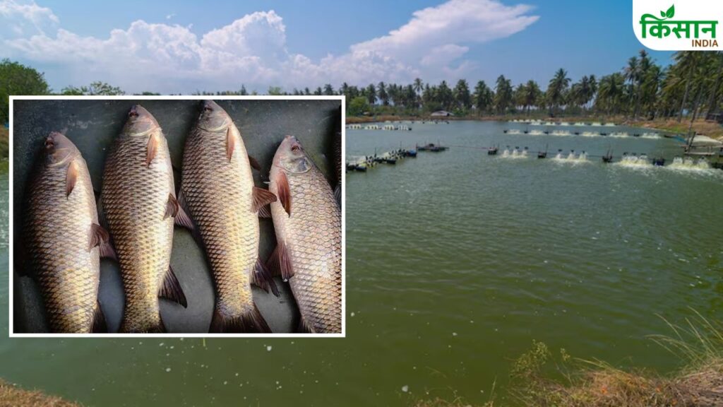Water Quality for Fish Farming
