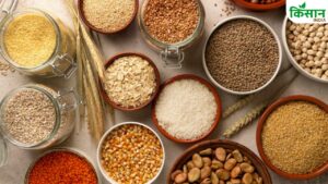 अक्टूबर- नवंबर में किसान गेहूं के बजाए करें इन फसलों की बुवाई, कम लागत में होगी बंपर कमाई