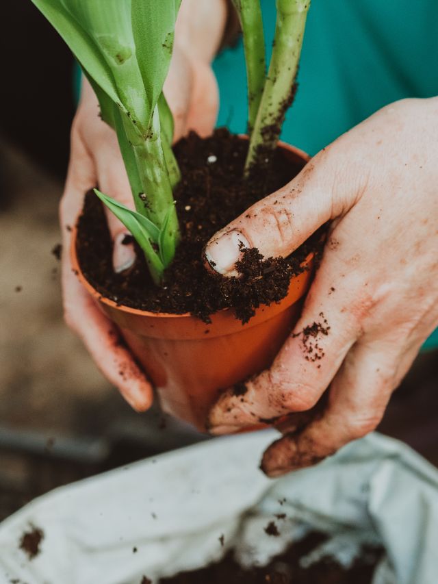 पहली बार गार्डनिंग कर रहें हैं? ये 8 टिप्स जरूर अपनाएं!