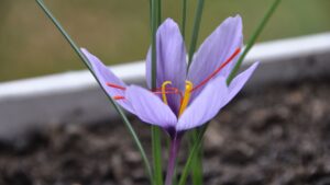 लंबे सूखे के बाद कश्मीर में बारिश बनी संजीवनी, केसर की खेती में लौटी जान लंबे सूखे के बाद कश्मीर में बारिश बनी संजीवनी, केसर की खेती में लौटी जान