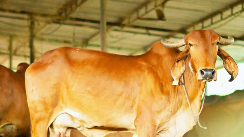 गायों को रखने का स्थान साफ-सुथरा होना चाहिए. अगर उनके बाड़े में गंदगी रहेगी तो संक्रमण फैल सकता है, जिससे गाय की सेहत और दूध दोनों पर असर पड़ेगा. इसलिए नियमित साफ-सफाई जरूरी है.