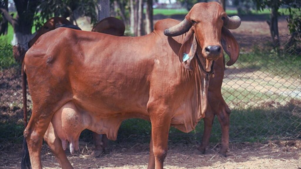 गिर और साहिवाल गायों की मांग हमेशा बनी रहती है. इनके दूध की क्वालिटी और मात्रा डेयरी व्यवसायियों को अच्छी आमदनी का मौका देती है. थोड़ी मेहनत और सही देखभाल से ये नस्लें शानदार मुनाफा दिला सकती हैं. डेयरी फार्मिंग को एक सफल और स्थायी व्यवसाय बनाने के लिए ये गायें एक भरोसेमंद विकल्प हैं.