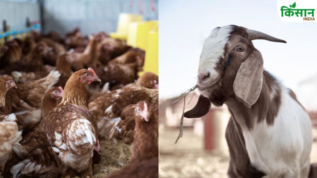 Goat-Poultry Farming