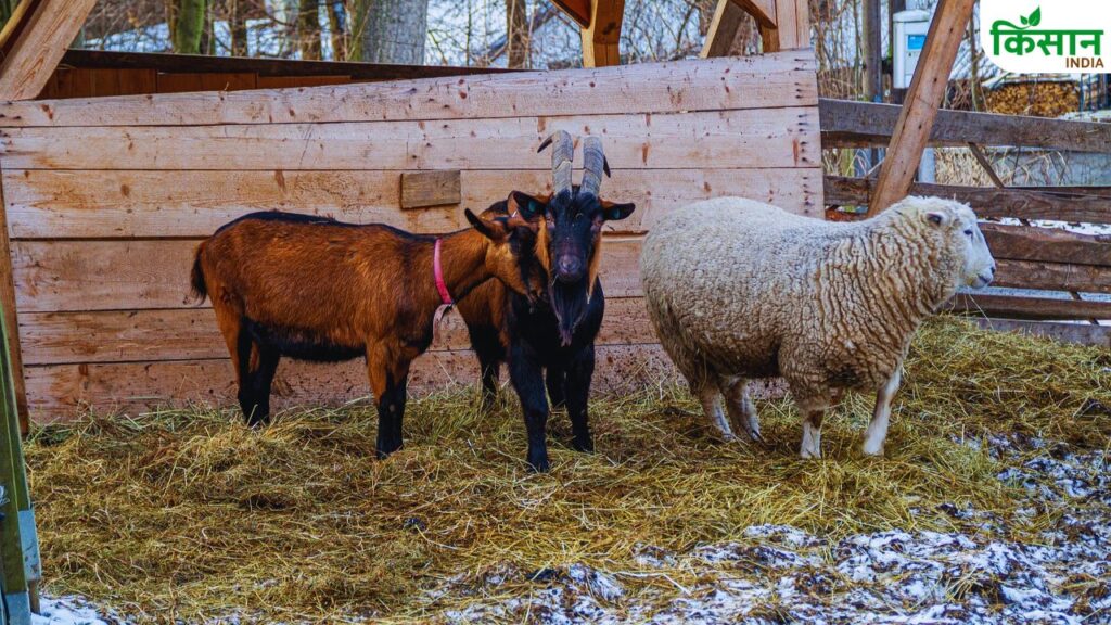 Goat-sheep farming