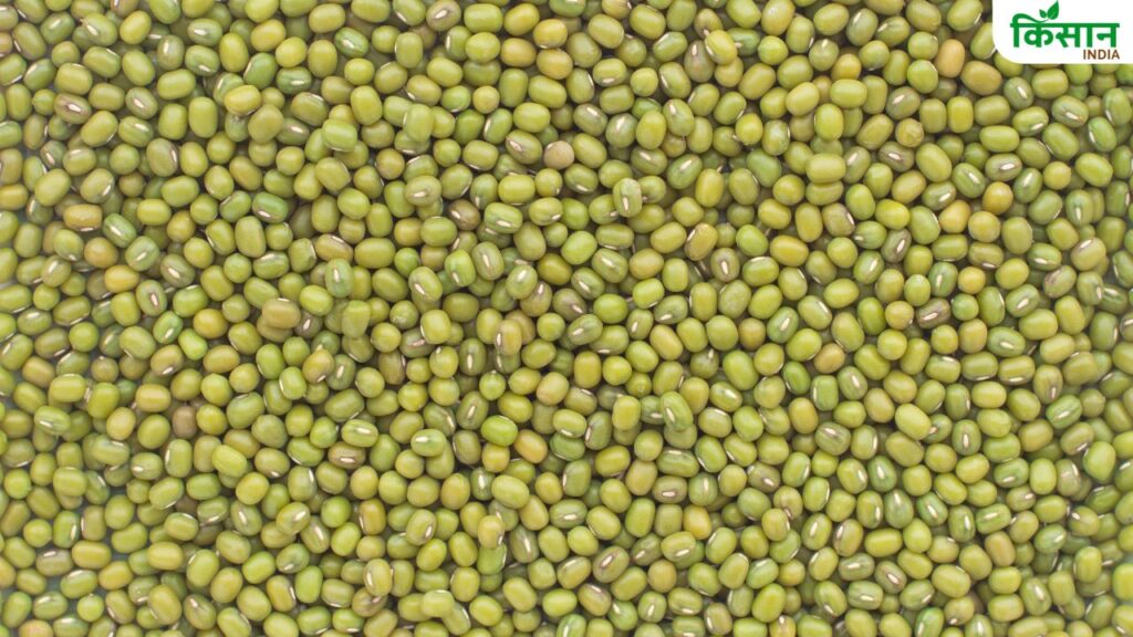 Pulses cultivation in Tamilnadu