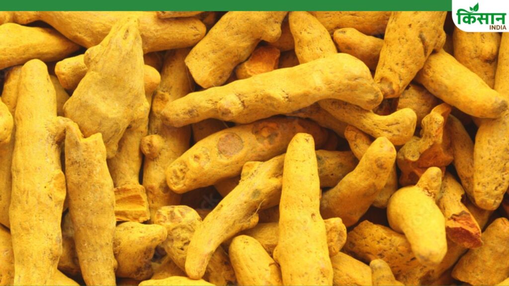 India’s Turmeric Exports Jump 50.7%, Govt Boosts Global Presence with SPICED Scheme