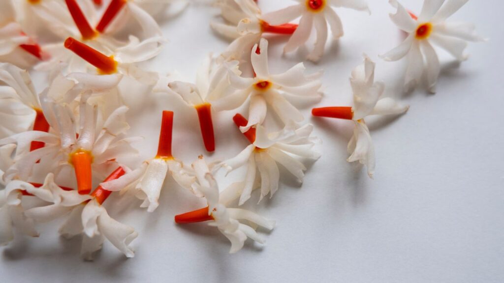 हिंदू धर्म में इस पौधे को काफी पवित्र माना गया है. इसके फूलों का उपयोग भगवान विष्णु और माता लक्ष्मी की पूजा में विशेष रूप से किया जाता है. माना जाता है कि हरसिंगार के फूलों से पूजा करने से देवी-देवताओं की कृपा बनी रहती है और घर में सुख-शांति का वास होता है. मान्यता है कि यह पौधा स्वर्ग लोक से धरती पर आया है.