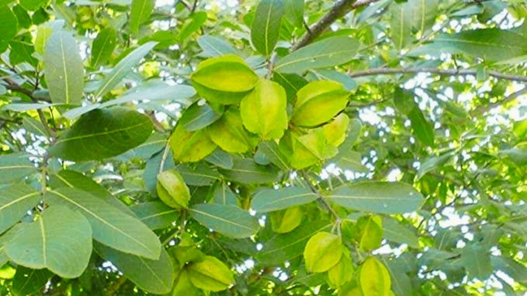 अर्जुन की छाल में ऐसे खनिज तत्व पाए जाते हैं जो हड्डियों के घनत्व को बनाए रखते हैं. इसका नियमित सेवन हड्डियों को मजबूत बनाता है और ऑस्टियोपोरोसिस जैसी समस्याओं से सुरक्षा देता है. अर्जुन की छाल में ऐसे खनिज तत्व पाए जाते हैं जो हड्डियों के घनत्व को बनाए रखते हैं. इसका नियमित सेवन हड्डियों को मजबूत बनाता है और ऑस्टियोपोरोसिस जैसी समस्याओं से सुरक्षा देता है.