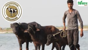 गर्मी का कहर! कहीं हीट स्ट्रेस से न चली जाए पशुओं की जान, वक्त रहते अपनाएं ये 5 आसान उपाय