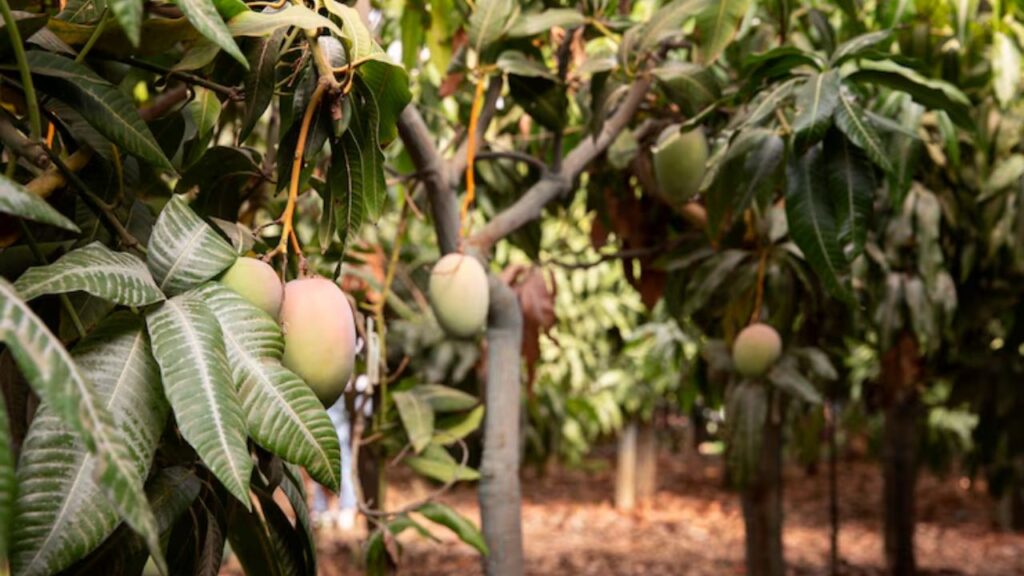 अकील के पिता ने 1940 में मलिहाबाद से आकर आम की खेती शुरू की थी, जिसे अब अकील ने करोड़ों के कारोबार में बदल दिया है.