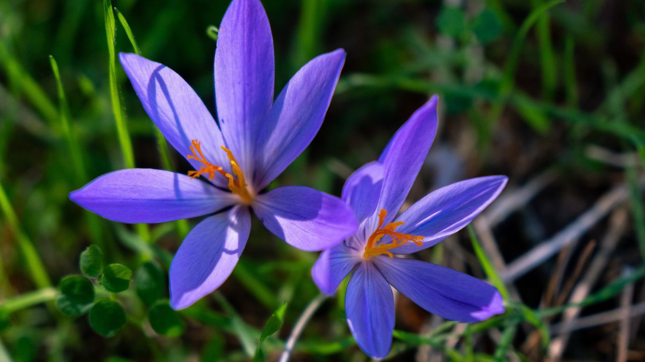 Jammu Kashmir Saffron Production Hit By Extreme Weather Despite National Mission Revival Push Climate Impact On Yield
