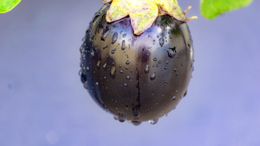 बैंगन चाहे फल हो या सब्जी, इसमें मौजूद पोषक तत्वों पर इसका कोई असर नहीं होता. यह आयरन, फाइबर और एंटीऑक्सीडेंट्स से भरपूर होता है. यह वजन घटाने में मदद करता है और दिल के लिए भी फायदेमंद माना जाता है. बैंगन चाहे फल हो या सब्जी, इसमें मौजूद पोषक तत्वों पर इसका कोई असर नहीं होता. यह आयरन, फाइबर और एंटीऑक्सीडेंट्स से भरपूर होता है. यह वजन घटाने में मदद करता है और दिल के लिए भी फायदेमंद माना जाता है.