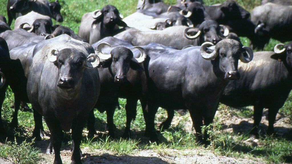 Jafarabadi Buffalo: गुजरात की जाफराबादी नस्ल भारी शरीर और मजबूत सींगों वाली होती है. यह दूध के साथ अच्छी क्वालिटी का मांस भी देती है, जिससे यह दोहरी लाभदायक नस्ल बन जाती है. 