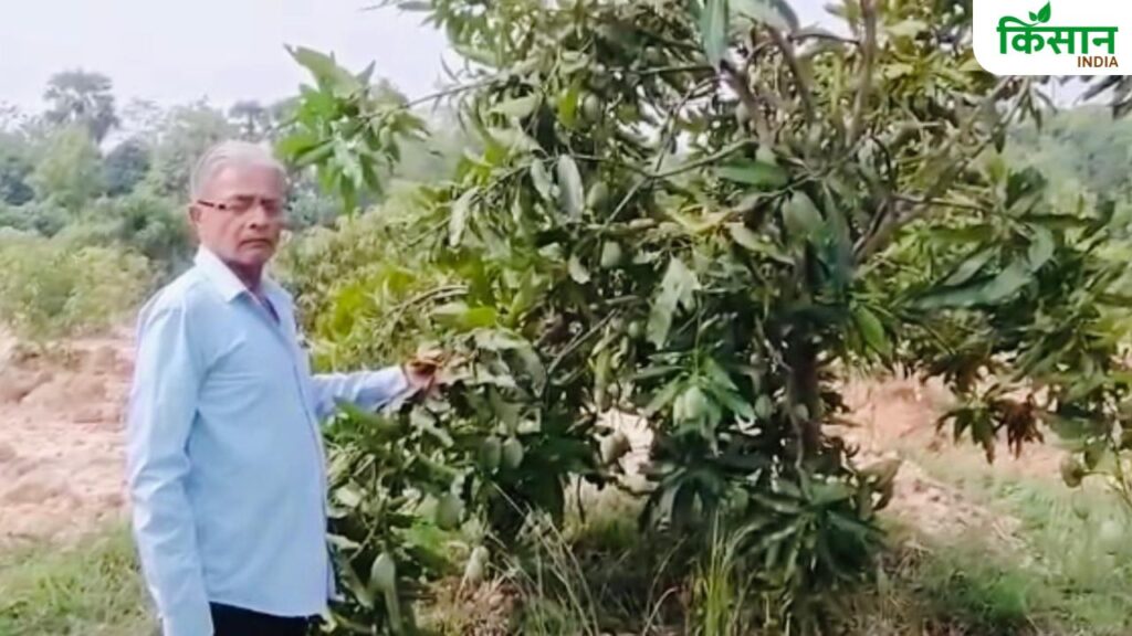Mango Farming