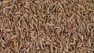 जीरा की बंपर पैदावार से किसानों के चेहरे खिले, अरब देशों में निर्यात से मोटी कमाई की उम्मीद