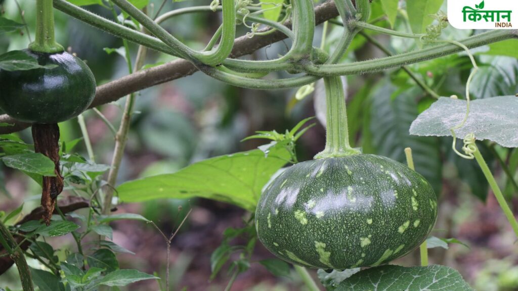 कद्दू भी एक बेल वाली सब्जी है जो मॉनसून में आसानी से उग जाती है. मार्च और अगस्त के महीने में इसकी विशेष पैदावार होती है. कद्दू की बेलों को फैलाने के लिए पर्याप्त जगह और सहारा देना चाहिए ताकि फल अच्छे आकार के बनें.