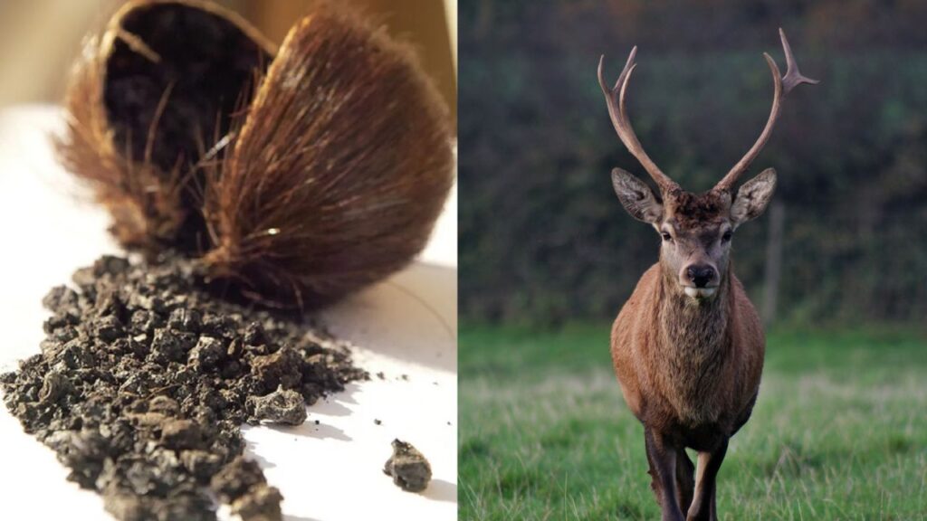 कस्तूरी की बढ़ती मांग और ऊंची कीमत के कारण कस्तूरी हिरणों का अवैध शिकार किया जाता है. भारत और नेपाल समेत कई देशों में यह वन्यजीव संरक्षण अधिनियम के तहत प्रतिबंधित है, फिर भी इसकी तस्करी धड़ल्ले से होती है.