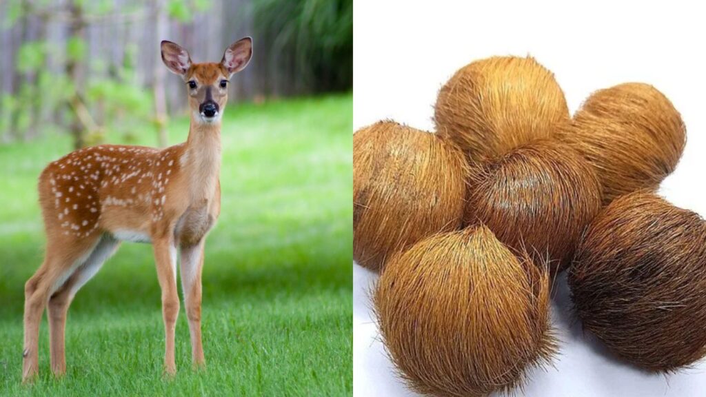 कस्तूरी से तैयार किया गया तेल या अत्तर इतनी तेज गंध देता है कि उसकी बहुत कम मात्रा ही काफी होती है. यही कारण है कि यह परफ्यूम उद्योग के लिए एक बेहद कीमती और पसंदीदा इंग्रीडिएंट बन चुका है.