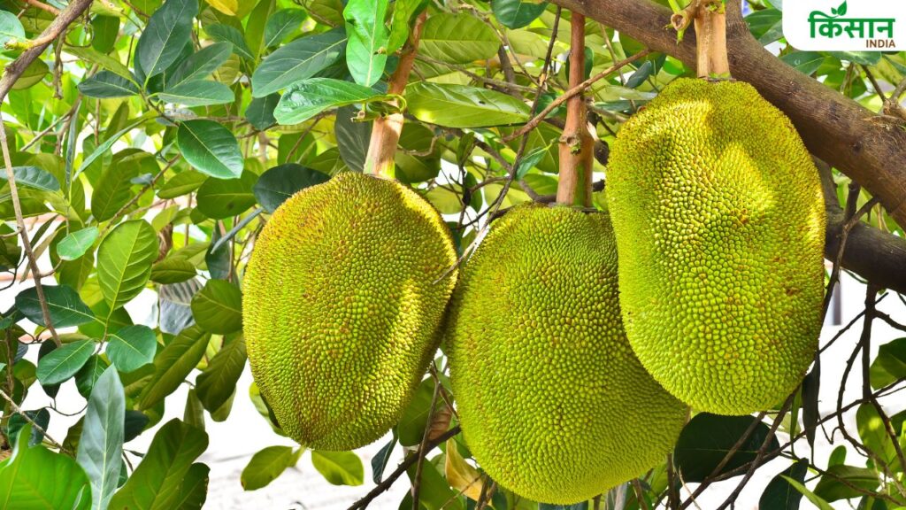 Jackfruit Leaf Spot Disease in India: Causes, Symptoms, and Effective Prevention Methods