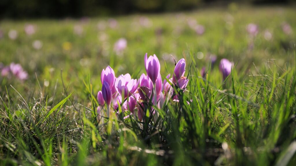 हर कॉर्म (बीज) को 8-13 सेमी गहराई पर और एक-दूसरे से 10 सेमी की दूरी पर लगाएं. इससे जड़ों को फैलने और सांस लेने की जगह मिलती है. हर कॉर्म (बीज) को 8-13 सेमी गहराई पर और एक-दूसरे से 10 सेमी की दूरी पर लगाएं. इससे जड़ों को फैलने और सांस लेने की जगह मिलती है.