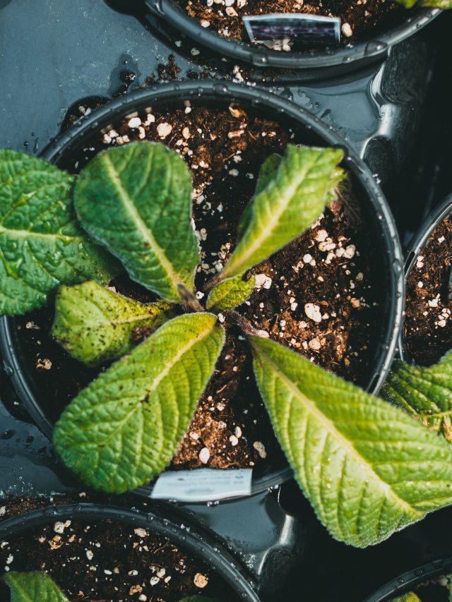 कटे प्याज से चमकेगा गार्डन! फेंकने से पहले जान लें ये देसी ट्रिक