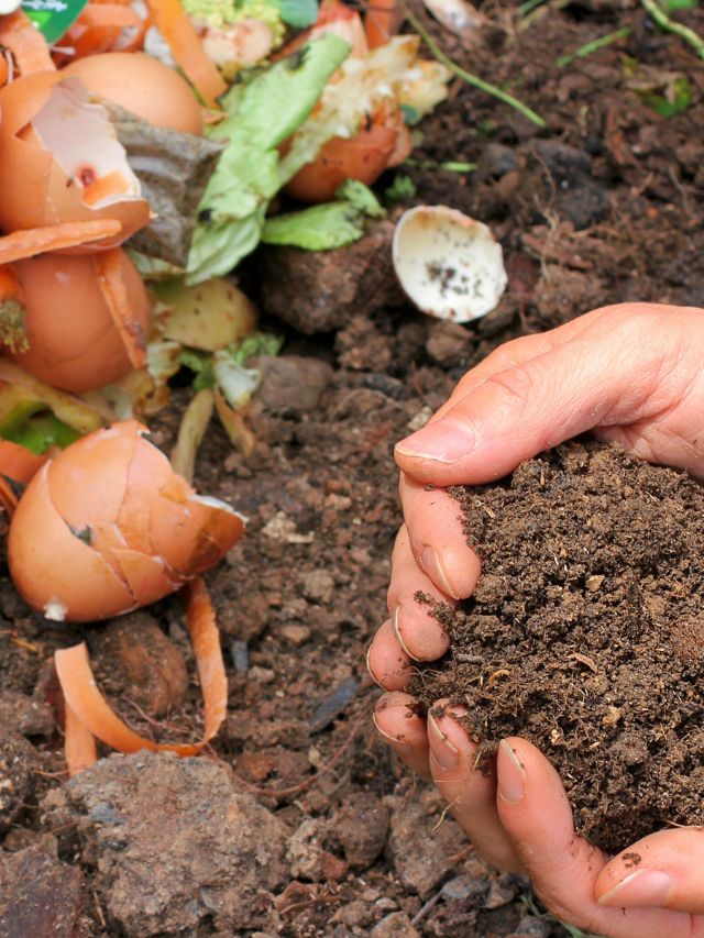 किचन के कूड़े से बनाएं खाद, जानें पूरा प्रोसेस!