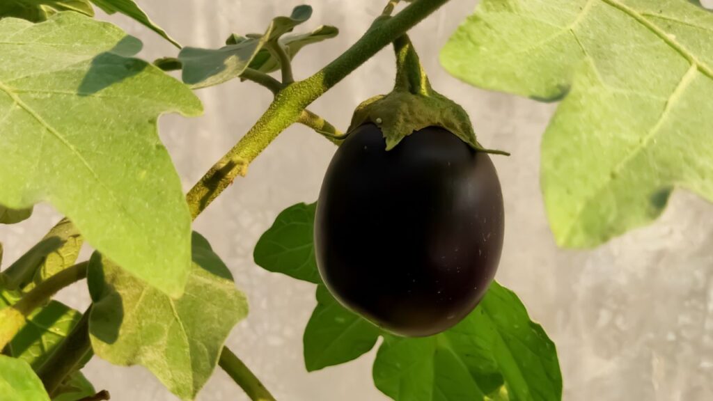 बैंगन ही नहीं और भी कई फल हैं जिन्हें हम रोजमर्रा की जिंदगी में सब्जी समझकर खाते हैं. टमाटर, खीरा, कद्दू, शिमला मिर्च और भिंडी भी इसी श्रेणी में आते हैं. इन सभी में बीज पाए जाते हैं और ये पौधों के फूलों से बनते हैं, इसलिए इन्हें फल कहा जाता है. बैंगन ही नहीं और भी कई फल हैं जिन्हें हम रोजमर्रा की जिंदगी में सब्जी समझकर खाते हैं. टमाटर, खीरा, कद्दू, शिमला मिर्च और भिंडी भी इसी श्रेणी में आते हैं. इन सभी में बीज पाए जाते हैं और ये पौधों के फूलों से बनते हैं, इसलिए इन्हें फल कहा जाता है.