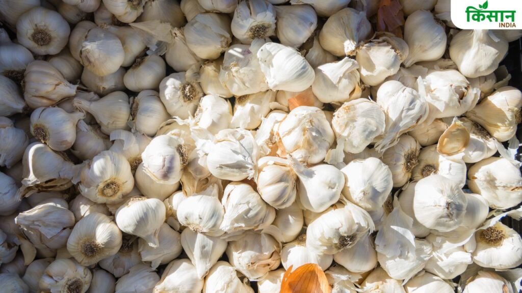 Garlic production in Himachal Pradesh