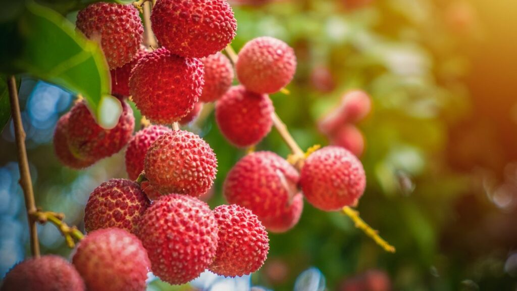 भारत में सालाना करीब 0.70 मिलियन मीट्रिक टन लीची का उत्पादन होता है. इसमें से 40% से ज्यादा उत्पादन बिहार से होता है. शाही लीची और चाइना लीची यहां की प्रसिद्ध किस्में हैं.